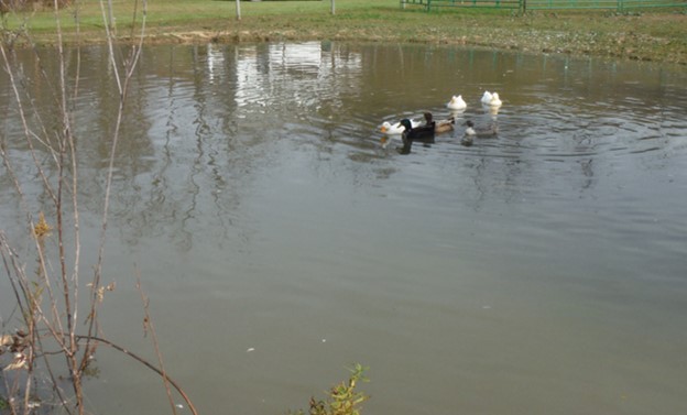 Picture of a Pond